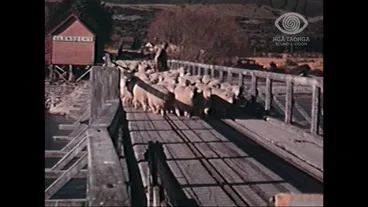 Image: LIFELINE OF THE LAKE