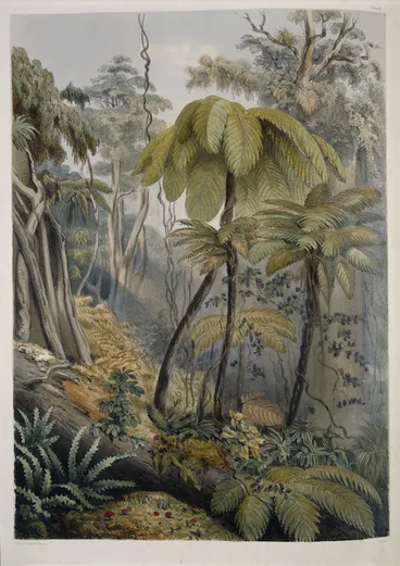 Image: Angas, George French, 1822-1886 :Scene in a New Zealand forest near Porirua. George French Angas [delt]; J. W. Giles [lith]. Plate 6. 1847.