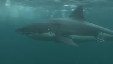 Image: White Shark