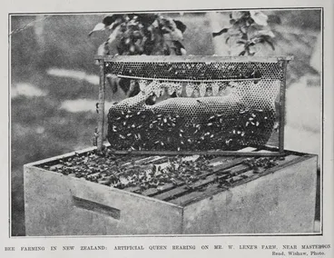 Image: BEE FARMING IN NEW ZEALAND: ARTIFICIAL QUEEN REARING ON MR. W. LENZ'S FARM, NEAR MASTERTON