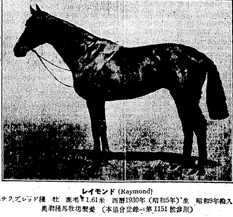 JAPAN BUYS THE BEST.—The English stallion Raymond, a highclass son of Gainsborough who is noiv standing at the stud in Japan. In recent years the thoroughbred breeding industry in the Land of ' i „ ?^3 Risinß. iM fnodc very rapid progress^ – – (Evening Post, 05 October 1935)