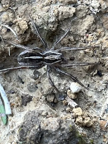 Garden Wolf Spider