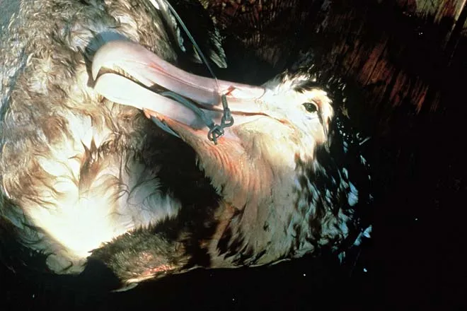 Albatross killed by a longline