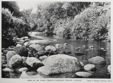 Scene on the Kaimai track to Cambridge, Waikato, Auckland Image: Scene on the Kaimai track to Cambridge, Waikato, Auckland