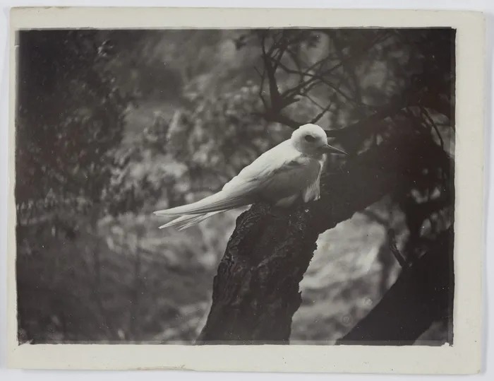White tern on nest, Raoul Island, Kermadec Islands