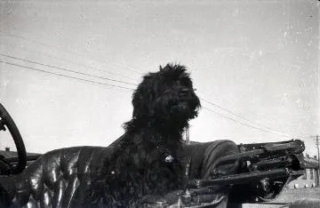 Dog in a car, Featherston Camp : digital image