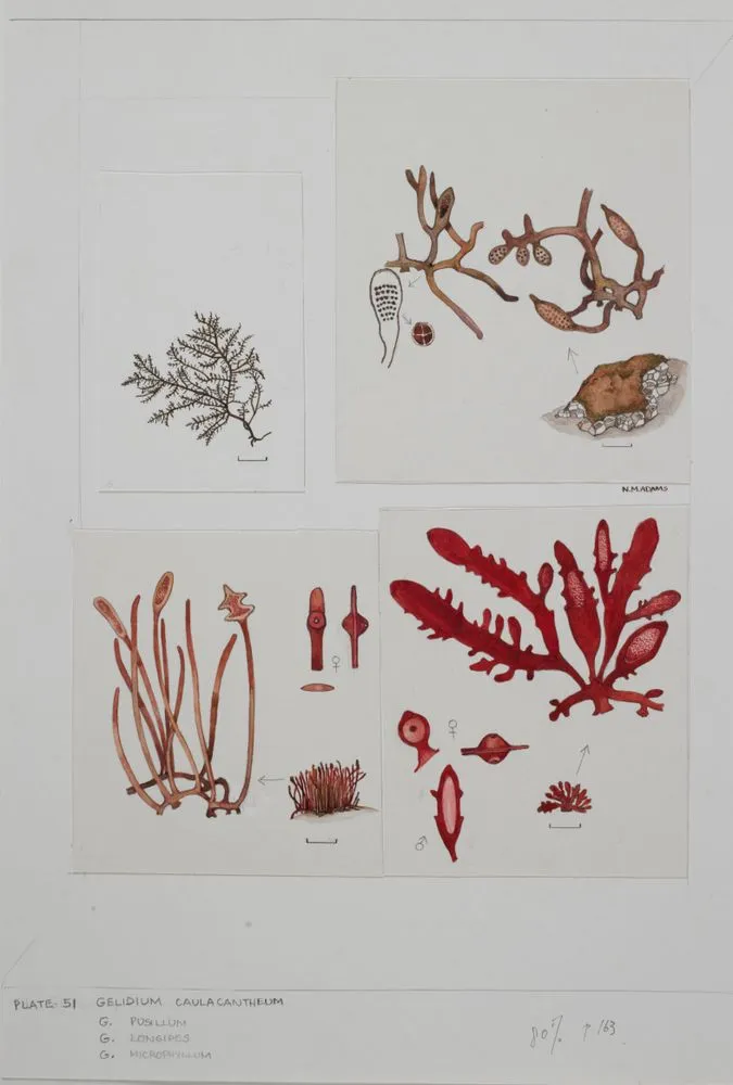 Watercolour illustration of Gelidium seaweed specimens, Plate 51 from 'Seaweeds of New Zealand'