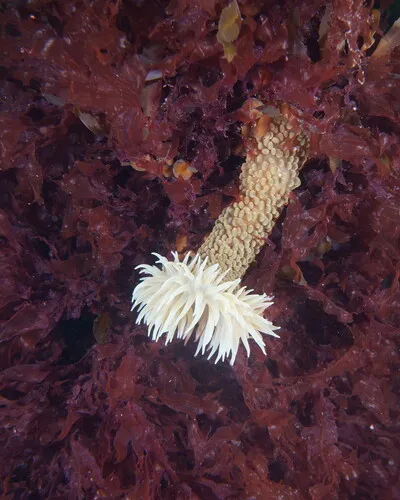Wandering Sea Anemone
