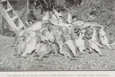 Image: The result of an hour's fishing in the Hauraki Gulf - a record catch of Hapuka