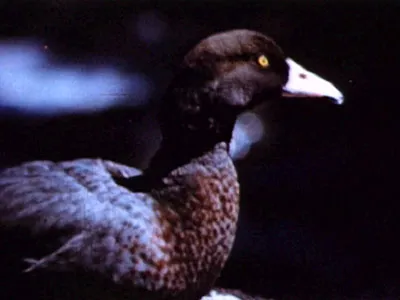 Wildlife of the Mountains