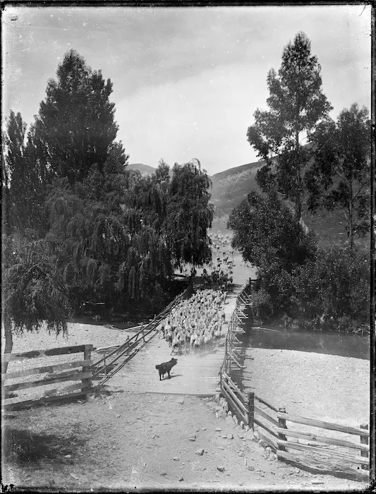 Sheep crossing a bridge, Huiarua Station, Gisborne district