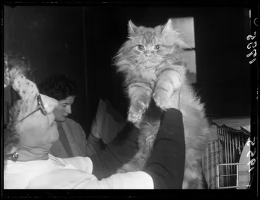 Image: Cat at Wellington Cat Club Show