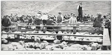 Image: A Typical New Zealand Country Sheep Sale: An Auctioneer Busy in the Yards At Taihape, North Island