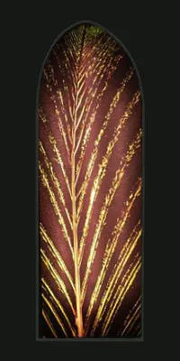 Papa Hou [8 - Peacock Tail]