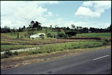 Image: Rose nursery, Pooks Road, Swanson.