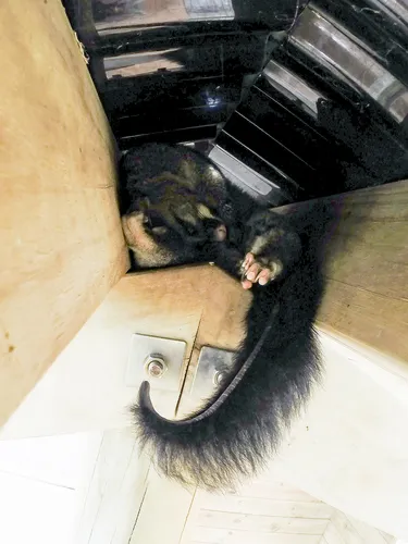 Common Brushtail Possum