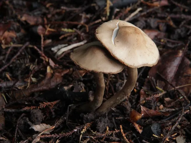 Mushrooms in bark mulch, Hamilton, NZ