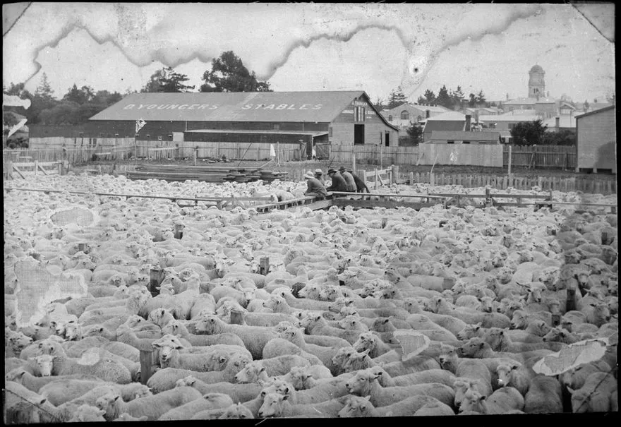 Sheep at Feilding Saleyards