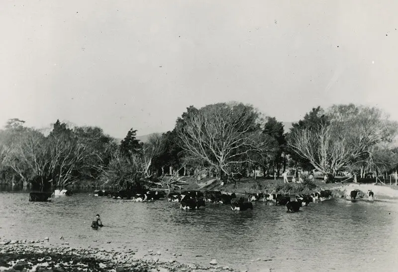 Cattle in Te Awa Kairangi / Hutt River.