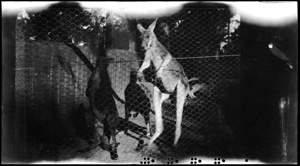 [Kangaroo, Wellington Zoo]