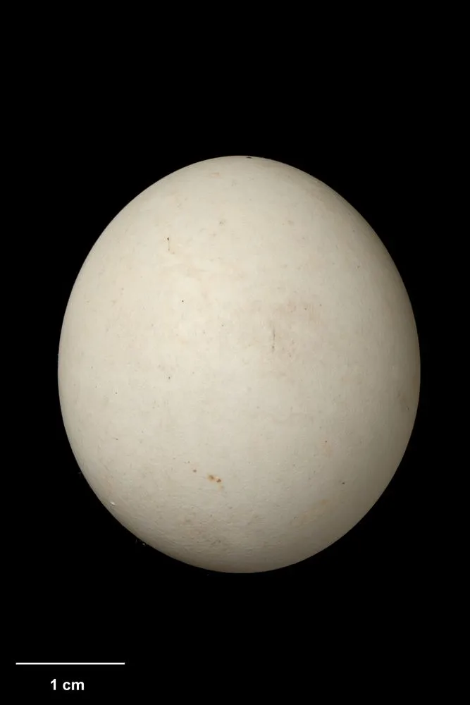 Morepork, Ninox novaeseelandiae