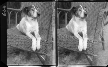 Image: Williams family dog sitting on outdoor cane chair, Dunedin