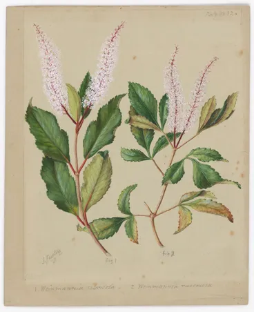 Image: Kamahi. Tawhero.