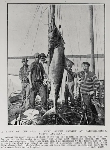Image: A TIGER OF THE SEA: A MAKU SHARK CAUGHT AT PARENGARENGA, NORTH AUCKLAND