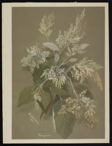 Image: Harris, Emily Cumming, 1837-1925: Rangiora. Brachyglottis rangiora. 1887.