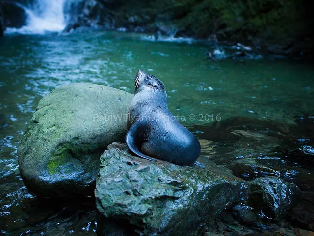 Baby Seal, Ohau River, Kaikoura