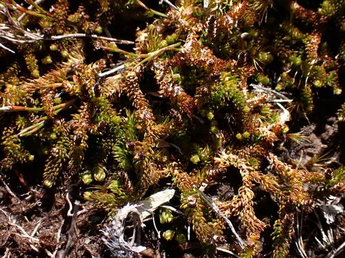 Lateristachys diffusa