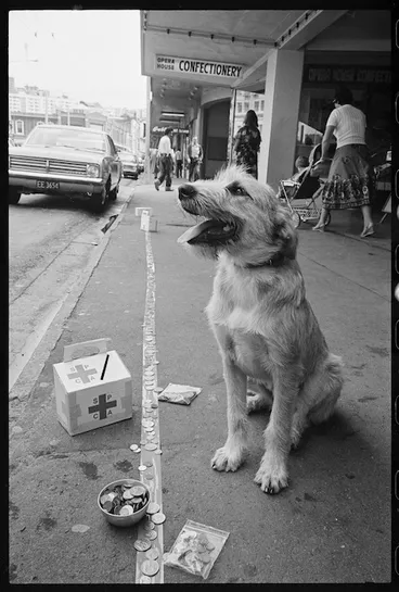 Image: A dog called Bracken and raising money for the SPCA - Photograph taken by Phil Reid