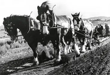 Clydesdale Ploughing Team at Work Image: Clydesdale Ploughing Team at Work