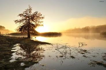 Sunrise on Lake Rerewhakaaitu Image: Sunrise on Lake Rerewhakaaitu