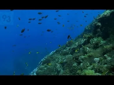 Image: Raoul: a diver's view