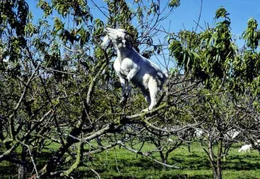 Image: An agile goat