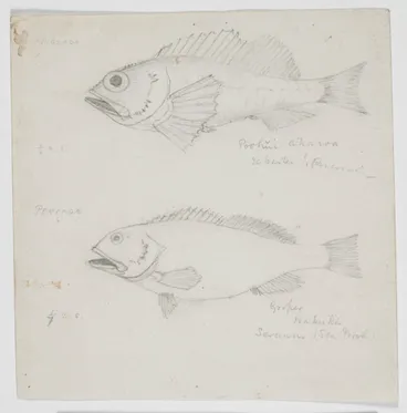 Image: Pouhui-akaroa [Sic] groper hapuka