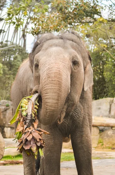 Image: Asian Elephant