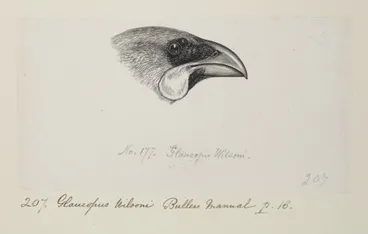 Image: Callaeas wilsoni (North Island kokako). Formerly Glaucopus wilsoni
