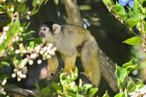 Squirrel Monkeys