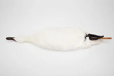 Cygnus olor - Mute Swan