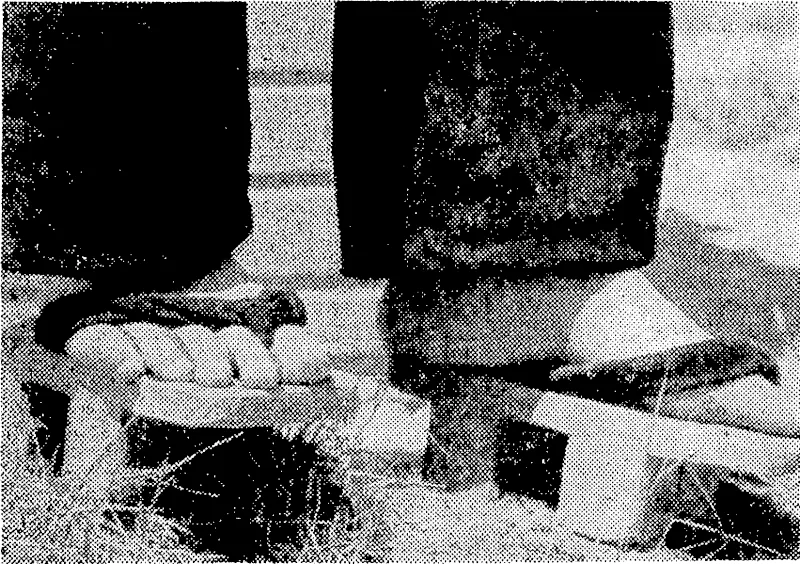 Camp fashion in footwear, modelled by a Japanese officer. Guards who have tried them in wet weather say they are not as awkward as they look. (Evening Post, 27 December 1945)