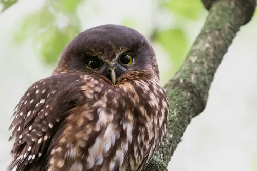 Ruru (Morepork)
