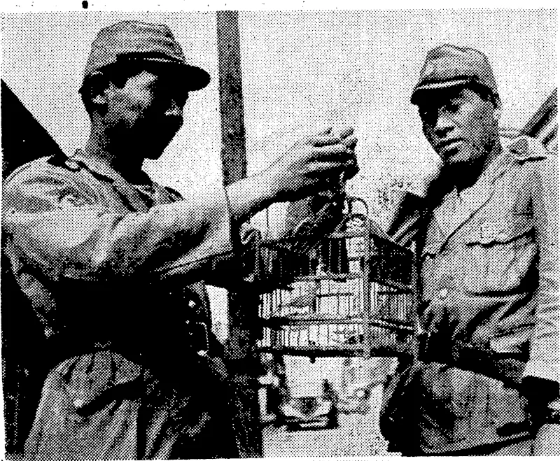 Sport and General" Photo. Dr, and Mrs. Leslie Lipson, who left England on December 17 by the Aquitaniaon their way to Wellington, via the United States. Dr. Lipson was recently appointed Professor of Political Science at Victoria University College.. Mrs. Lipson's home before her marriage was in-Chicago, where she studied psychiatry and social work. Japanese soldiers are always- in-., ierested' in pets, and canaries and other birds are ■ very . popular amongst the men now fighting in China. These two members of the Japanese landing party at Hankow are shown admiring,their feathered pets. (Evening Post, 05 January 1939)