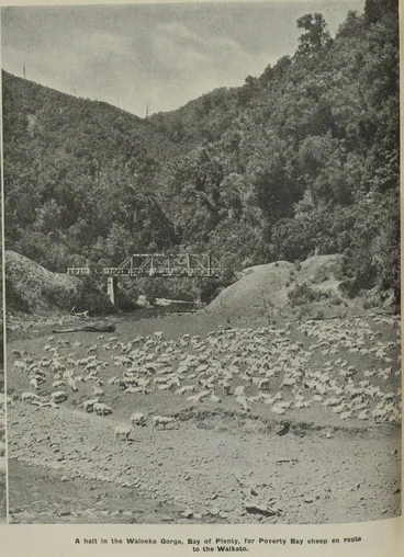 Image: Sheep on the move in the North and South Islands: summer droving scenes in Auckland and Otago provinces
