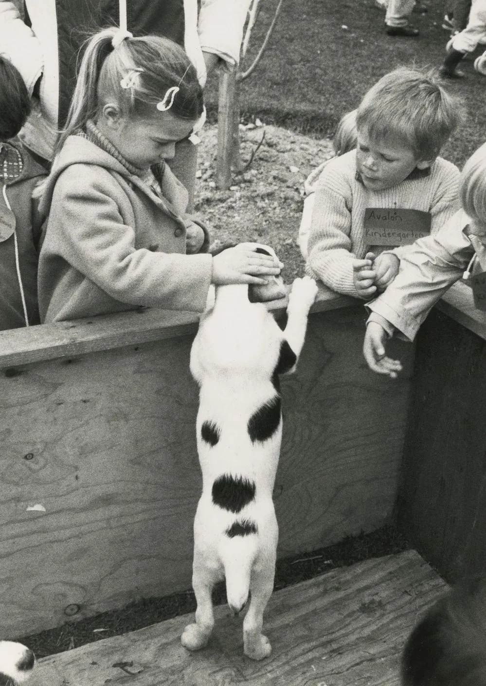 Wallaceville Research Centre; Pets Day, 1989.