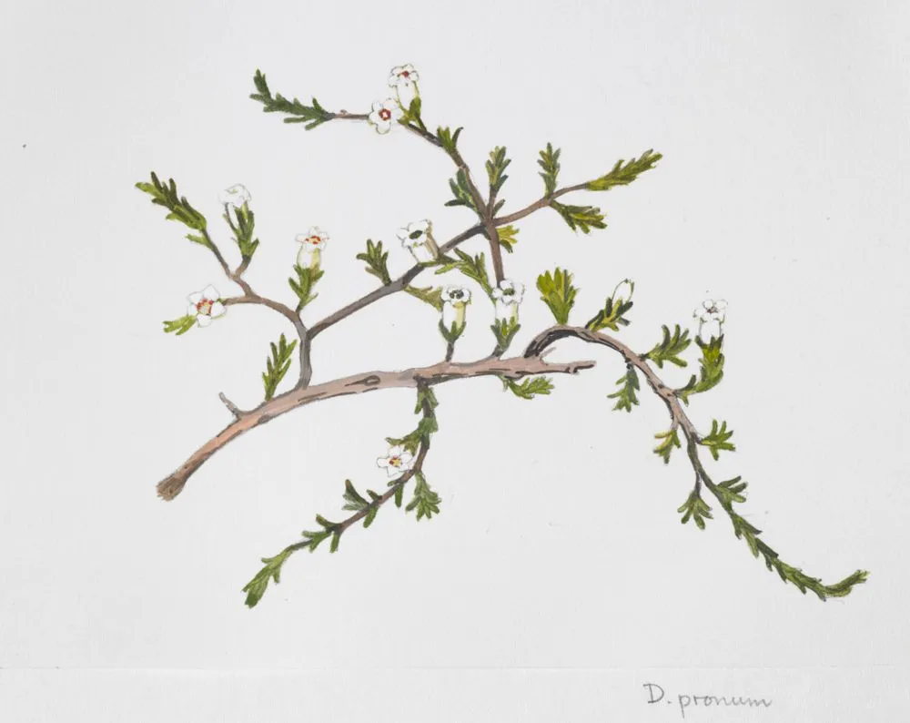 Epacridaceae - Dracophyllum pronum