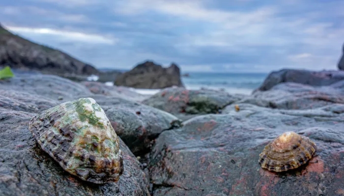 Rocky shore (New Zealand)