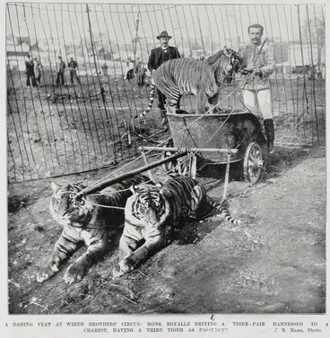 A daring feat at Wirth Brothers Circus Image: A daring feat at Wirth Brothers Circus