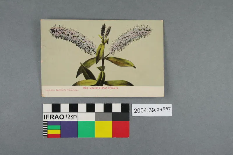 Postcard: New Zealand Wild Flowers, Veronica salicifolia (Koromiko)
